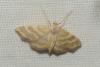 Idaea circuitaria